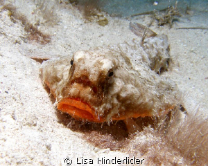 Short-nosed Batfish posing with the seasons hottest lip c... by Lisa Hinderlider 